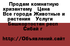 Продам комнатную хризантему › Цена ­ 250 - Все города Животные и растения » Услуги   . Башкортостан респ.,Сибай г.